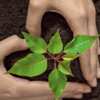 Don’t Miss This FREE Plantable Wildflower Seed Paper Heart