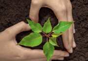 Don’t Miss This FREE Plantable Wildflower Seed Paper Heart