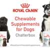 Apply Now: FREE Chewable Dog Supplements from Royal Canin!