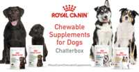 Apply Now: FREE Chewable Dog Supplements from Royal Canin!