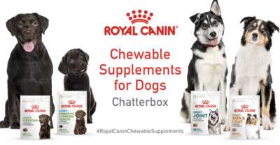 Apply Now: FREE Chewable Dog Supplements from Royal Canin!