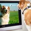 Paw-fect TV Time: Free DOGTV Channel Preview for DirecTV Subscribers