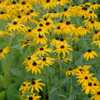 Flower Seeds for Free from AltUS National Park Service