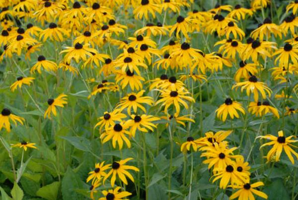 Flower Seeds for Free from AltUS National Park Service