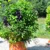 Enter the Grow Your Own Organics Garden Tower Giveaway 