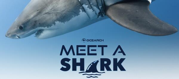 OCEARCH Sweepstakes – Win a Shark Encounter Experience