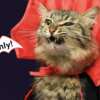 Petco's Howl-O-Ween = FREE Stuff for You (Up to $499!)