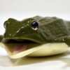 Schools Can Get Free Kind Frogs – Apply Now