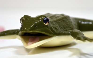 Schools Can Get Free Kind Frogs – Apply Now