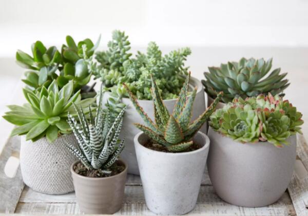 Succulent Plants from Succulent Studios