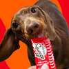 Free Hartz Pet Products