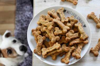 Help Us Test New Dog Treats – Get FREE Products for Your Pup