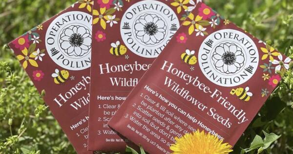 Bloom for Free! 5 Packs of Wildflower Seeds Waiting for You