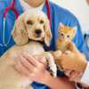 Your Pet Deserves It: Free Vet Exam at Petco Vetco!