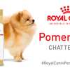 Royal Canin Pomeranian Chatterbox Kit for FREE!