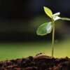 FREE Tree Seedling – Help the Planet, One Tree at a Time