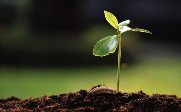 FREE Tree Seedling – Help the Planet, One Tree at a Time