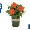 Celebrate Spring with FREE Flowers from Lowe’s!