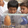 Inspire Students: Free Classroom Pet Grant for Teachers!