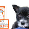 Keep Your Pets Safe with Free ASPCA Magnets and Decals!