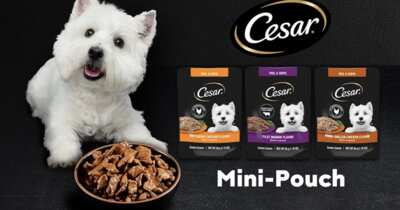 Cesar Mini-Pouches Sample – FREE for Your Furry Friend!