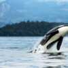 Win the Ultimate Alaskan Cruise Experience for Two