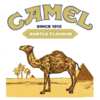 Dash to the Finish – Camel Derby Prizes Await!