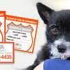 Free Safety Pack by ASPCA