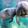 Get Closer to Nature: Win an Animal Encounter Getaway from Frontier!