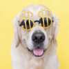 Paws Up! Win $50,000 Cash from Daily Paws!