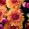 Autumn's Best Blooms for FREE at Lowe's on Sept. 13th & 14th!