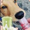 One Day Only: Free Pup Cups for Your Furry Friend at Smoothie King!