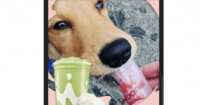One Day Only: Free Pup Cups for Your Furry Friend at Smoothie King!