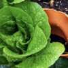 Grow, Harvest & Enjoy – Enter the Garden Tower Giveaway!