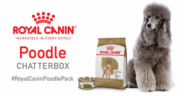 Free Poodle Chatterbox Kit by Royal Canin 