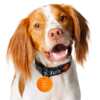 Tail-Wagging Freebie! Tito’s Vodka Dog Collar Tag!
