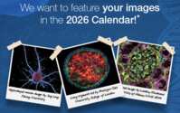 Thermo Fisher Scientific Presents: Your Free 2026 Gibco Calendar