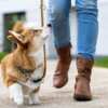 $50,000 Could Be Yours – Enter The Spruce Pets Giveaway!