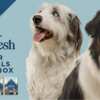 Free Blue Buffalo Love Made Fresh Meatballs for Your Dog!