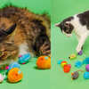 Apply To Sample NEW Cat Toys For FREE! 