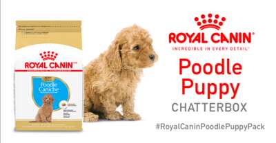 Royal Canin Poodle Puppy Chatterbox Kit for FREE!