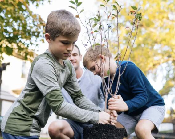 Plant a FREE Tree with Claritin