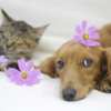 Want to Test Pet Products for Free? Join Now!