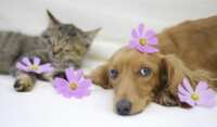 Want to Test Pet Products for Free? Join Now!