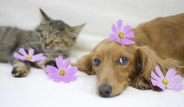 Want to Test Pet Products for Free? Join Now!