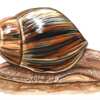 Giant African Snail Temporary Tattoo for FREE