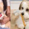 Spoil Your Pet with FREE Hartz Delectables or Oinkies Treats!