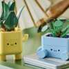 Build for FREE – LEGO Botanicals Set After Cash Back at Walmart!