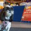 FREE Birthday or Gotcha Bash for Your Pet at PetSmart!
