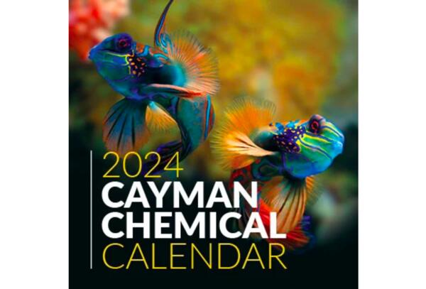 2024 Cayman Calendar for Free